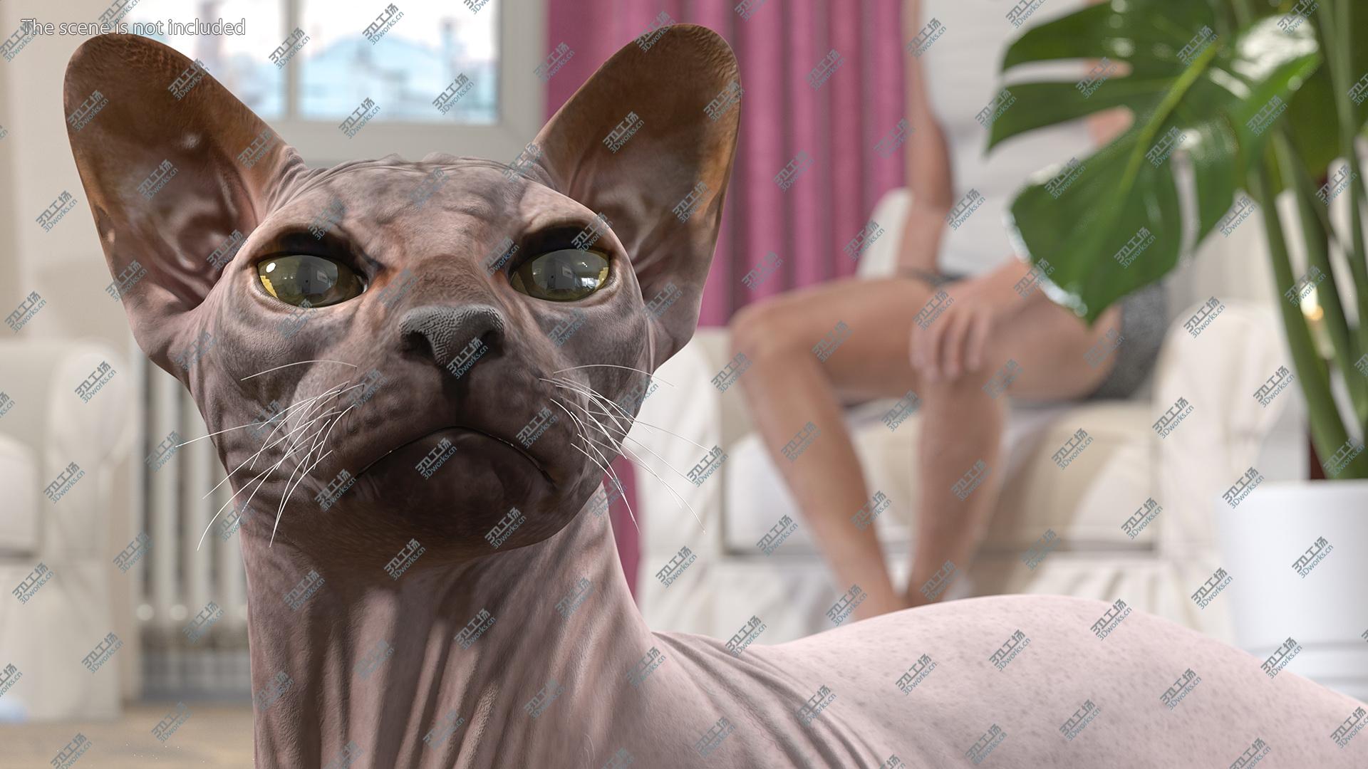 images/goods_img/202104093/3D Dark Cream Sphynx Cat Lying Pose/5.jpg